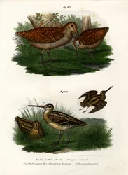 Waldschnepfe, 1864